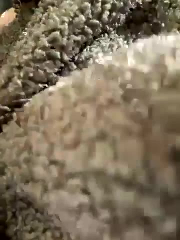 bambi_lu — Video preview, recorded on 2025-08-24 19:56 UTC