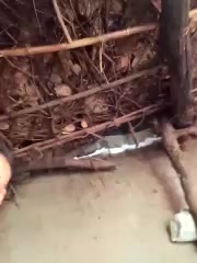 Suhani_sharma1 live screenshot 2025-10-15 08:12:20