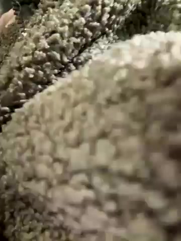 bambi_lu live screenshot 2025-08-24 19:56:33